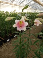 [4106 Prince Promise No201.JPG]